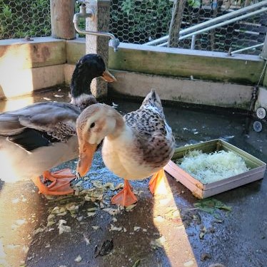 お名前が決まりました。