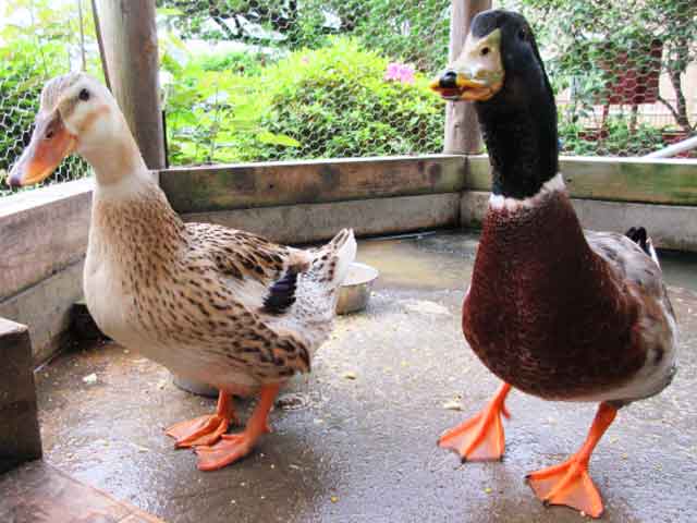 動物たちも