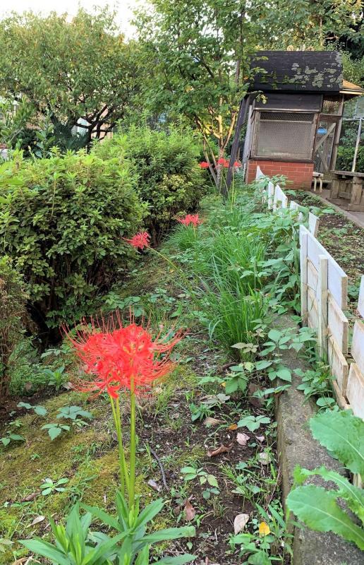 2021年度　園児募集について
