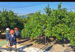 みかん狩り遠足にいきました